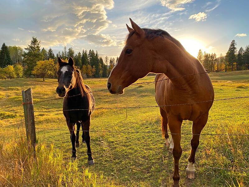 Two horses Two horses