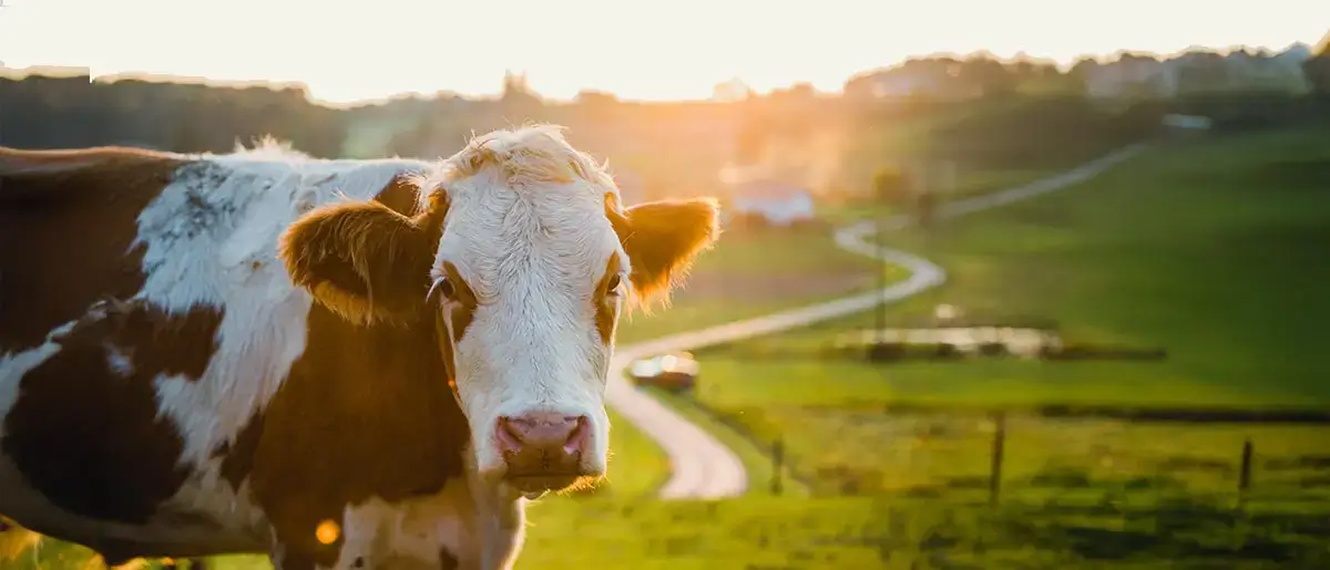 A cow in a field A cow in a field